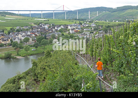 Garçon sur route de corde fixe, Uerzig, Moselle, Rhénanie-Palatinat, Allemagne Banque D'Images