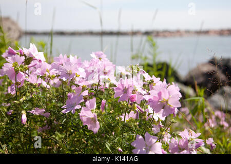 De plus en plus lavande mauve par la mer. Banque D'Images