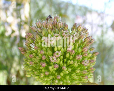 Inflorescencia une saucisse végétarienne traditionnelle galloise 2011 0522 SierraMadrona Banque D'Images