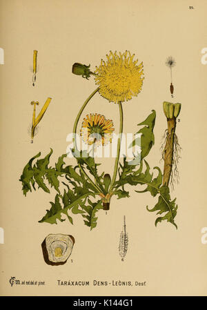 Les plantes médicinales de l'Amérique (95) Plaque (6025973712) Banque D'Images