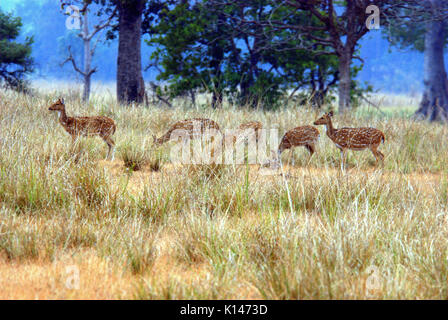 Troupeau de cerfs communs repèrés Chital à Kanha National Park Banque D'Images