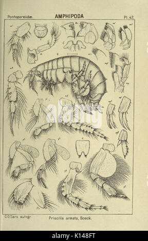 Planche 42 tirée de 'un récit des crustacés de Norvège', avec des dessins détaillés d'espèces de crustacés originaires de Norvège. Ce travail scientifique se concentre sur la biodiversité et la classification de la vie marine dans les eaux norvégiennes. Banque D'Images