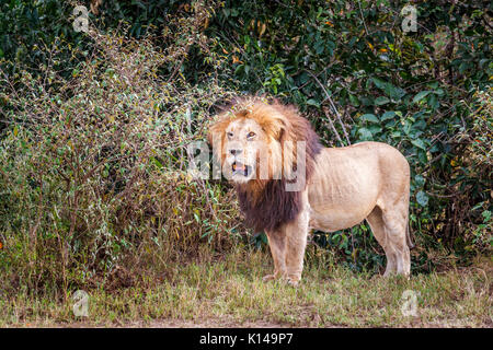 Mâle solitaire Mara lion (Panthera leo) debout dans la garrigue, Masai Mara, Kenya Banque D'Images