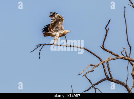 Aigle ravisseur, Aquila rapax, aux ailes déployées, décoller de la branches d'un arbre dans le Masai Mara, Kenya Banque D'Images