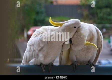 Deux cacatoès à huppe soufre australienne amoureuse flirter close-up marche sur un balcon rampe avec leurs emblèmes sur l'affichage. (Séries de photos). Gosford, NW Banque D'Images