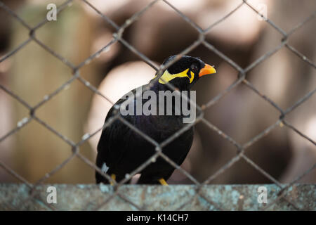 Hill Myna commun dans une cage d'oiseaux Banque D'Images