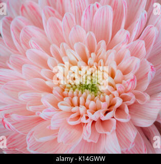 Close up flowers background. La vue étonnante de belles fleurs chrysanthème rose tendre Banque D'Images