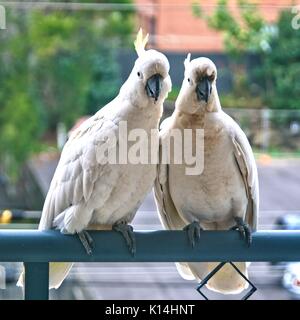 Deux cacatoès à huppe soufre australienne amoureuse flirter close-up marche sur un balcon rampe avec leurs emblèmes sur l'affichage. (Séries de photos). Gosford, 'N Banque D'Images
