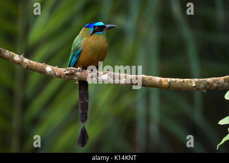 Blue-couronné (houtouc momotus momota) Banque D'Images