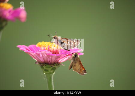 Deux petits papillons skippers jouent autour des fleurs roses zinnias Banque D'Images