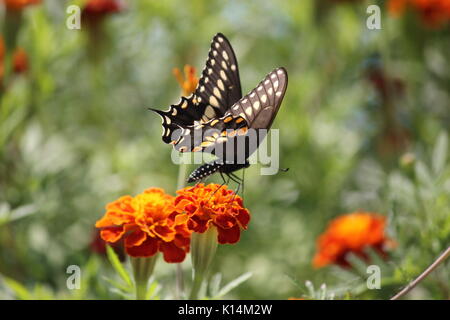 Swallowtail papillon de couleur sombre sur l'orange marigold Banque D'Images