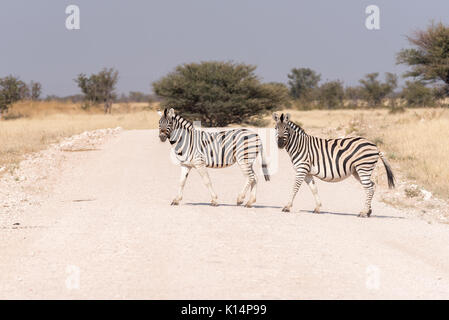 Deux zèbres Burchell, Equus quagga burchellii, traversant une route dans le Nord de la Namibie. Un moule est enceinte Banque D'Images