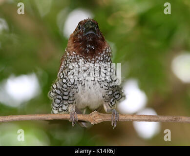 Hommes Sud Est asiatique scaly-breasted munia munia ou tachetée (Lonchura punctulata), a.k.a Nutmeg mannikin finch ou d'épices. Banque D'Images