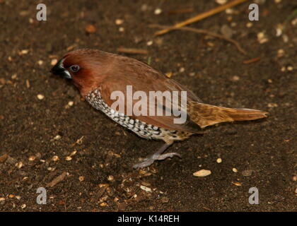 Hommes Sud Est asiatique scaly-breasted munia munia ou tachetée (Lonchura punctulata), a.k.a Nutmeg mannikin finch ou d'épices. Banque D'Images