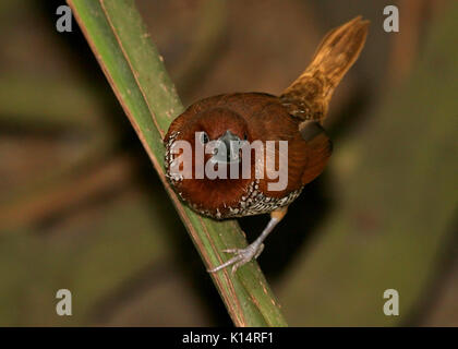 Hommes Sud Est asiatique scaly-breasted munia munia ou tachetée (Lonchura punctulata), a.k.a Nutmeg mannikin finch ou d'épices. Banque D'Images