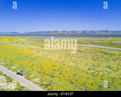 Vue aérienne de la belle fleur jaune goldifelds à Carrizo Plain National Monument (Californie), États-Unis Banque D'Images