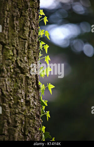 Vignes d'un vert vif grimpant sur un tronc d'arbre Banque D'Images