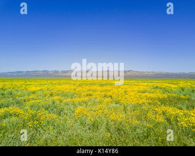 Belle fleur jaune goldifelds à Carrizo Plain National Monument (Californie), États-Unis Banque D'Images