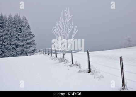 Champ de neige-couvertes de sapins, clôture, gelée blanche et ciel gris foncé Banque D'Images