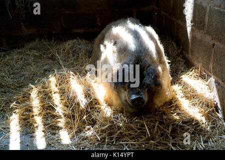 Porc Mangalica ou mangalista Banque D'Images