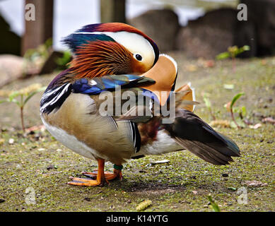 Toilettage colorés canard mandarin Banque D'Images