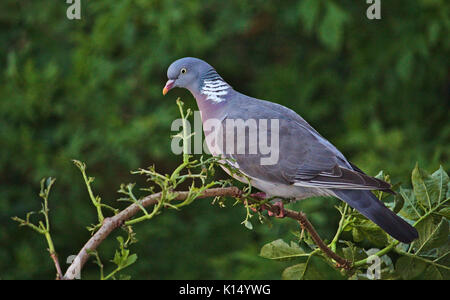 Pigeon ramier commune perché sur une branche en face d'un fond vert Banque D'Images