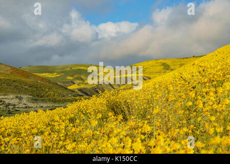 Belle fleur jaune goldifelds à Carrizo Plain National Monument (Californie), États-Unis Banque D'Images