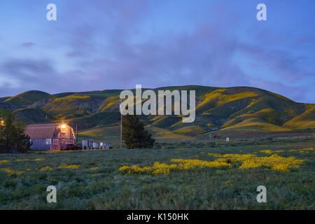 Vue du coucher de soleil de la belle fleur jaune goldifelds à Carrizo Plain National Monument (Californie), États-Unis Banque D'Images