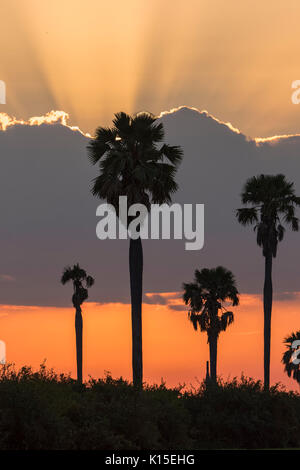 Palmiers Makalani (Hyphaene pertersiana) au coucher du soleil, Selous, Tanzanie Banque D'Images