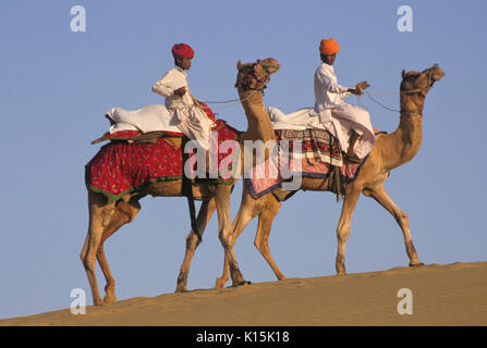 Les chameaux sur les dunes de Sam, près de Jaisalmer, Rajasthan, India Banque D'Images