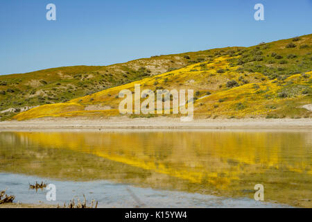 Belle fleur jaune goldifelds avec réflexion à Carrizo Plain National Monument (Californie), États-Unis Banque D'Images