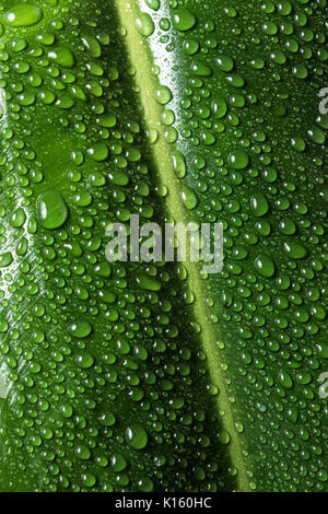 Gouttes d'eau sur Feuille tropicale Banque D'Images