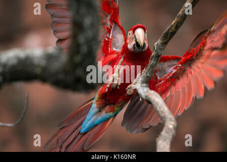 Un rouge et vert macaw percher sur une branche d'arbre Banque D'Images