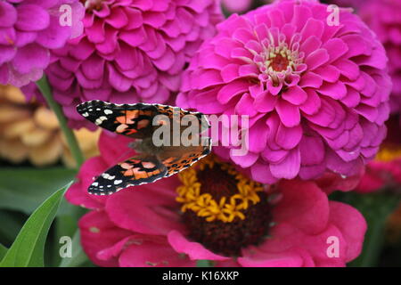 Ailes de papillon répartis sur rose lumineux zinnias Banque D'Images