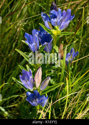 Gentiana pneumonanthe sur place Banque D'Images