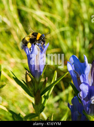 Gentiana pneumonanthe glanés par un bourdon. Banque D'Images