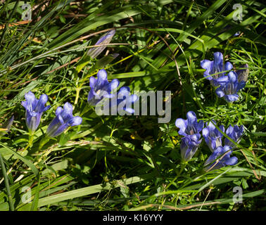 Gentiana pneumonanthe sur place Banque D'Images