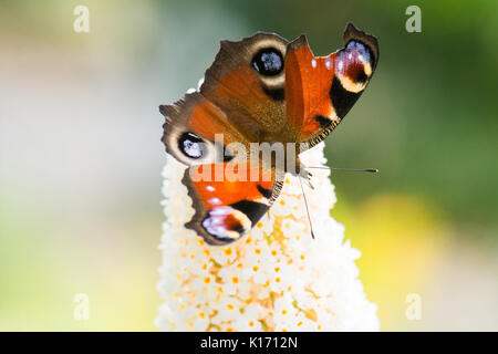 Aile de papillon endommagé cassé - European Peacock butterfly Banque D'Images