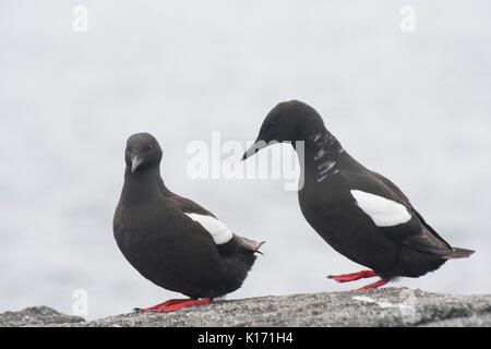 Guillemot fréquentations Banque D'Images