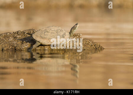 Red-Crowned indien Tortue de toit (Batagur kachuga) dans la rivière Chambal près de Dholpur, Rajasthan. Banque D'Images