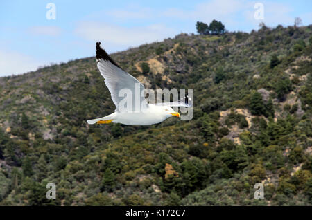 Les mouettes volant dans le ciel sur le mont Athos Banque D'Images