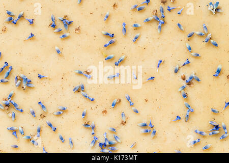 Matières gâteau sain avec des fleurs de lavande. Vue de dessus, Close up Banque D'Images