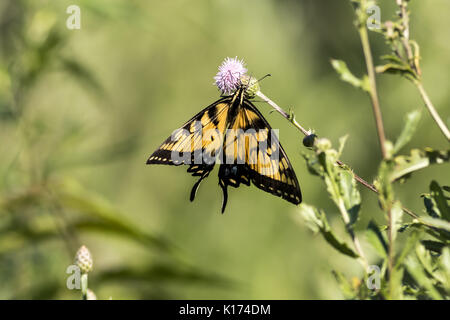 L'est magnifique Tiger Swallow (papillon Papilio glaucus) rose sauvage en fleurs avec un fond blazingstar Banque D'Images