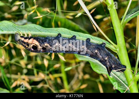 Elephant hawk-moth Banque D'Images