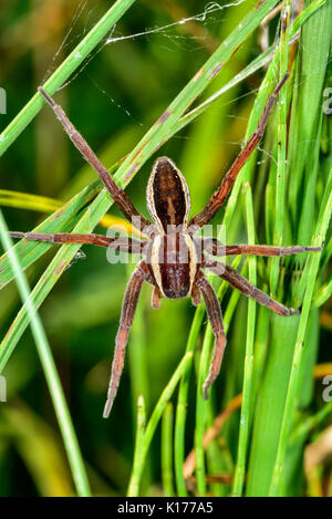 Araignée de radeau Banque D'Images