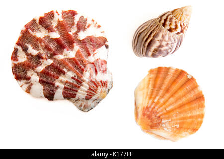 Un rouge et blanc, un escargot et un shell sur une toile blanche Banque D'Images