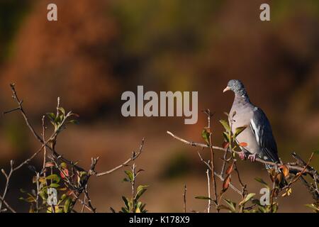 Wood pigeon perché sur une branche au lever du soleil Banque D'Images