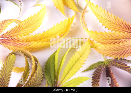 Résumé fond coloré avec un assortiment de feuilles de cannabis médical isolé sur fond blanc - concept de culture de marijuana Banque D'Images