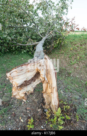 Un arbre arraché par le vent pendant une violente tempête Banque D'Images