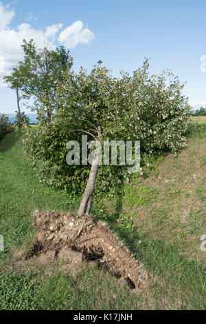 Un arbre arraché par le vent pendant une violente tempête Banque D'Images